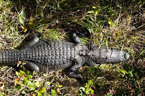 crocodile Birkin from the everglades